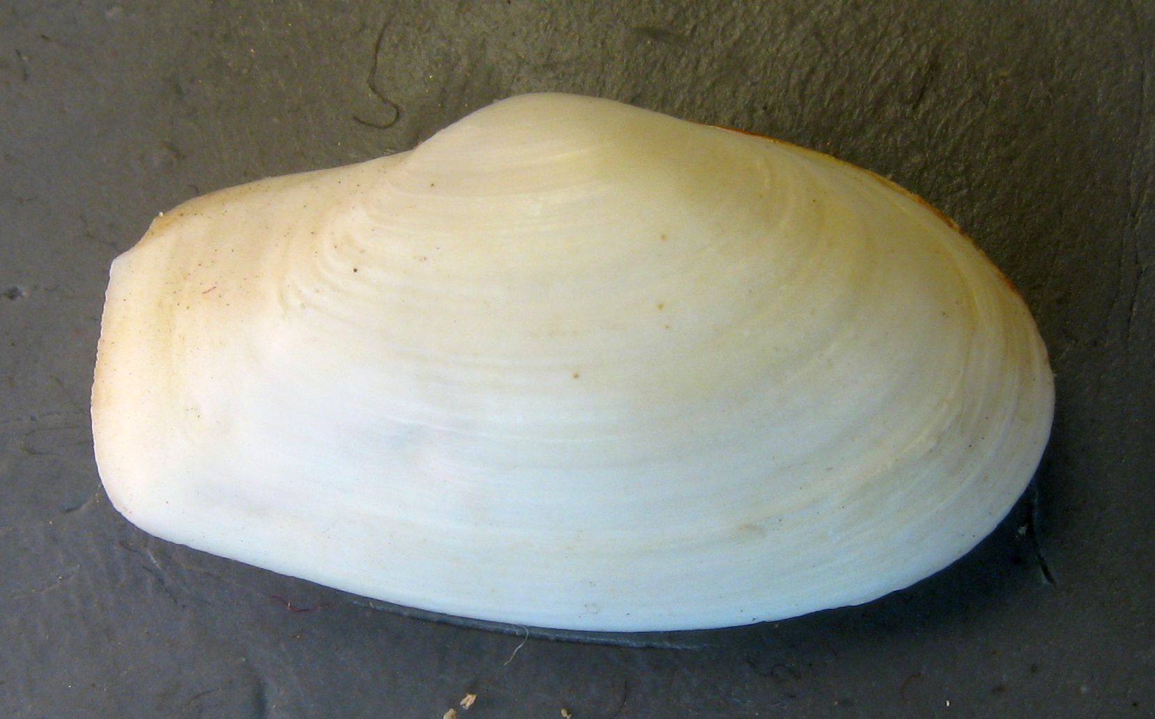 Thracia payracea o Thracia grcilis?